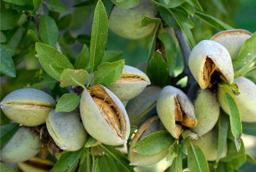 برداشت بادام در مهریز به نصف کاهش یافت