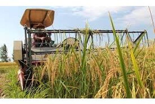 اولین برداشت برنج در ساری/کشت مکانیزه 18 هزار هکتاری