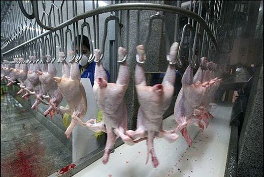 قطب اول تولید گوشت سفید استان اصفهان هنوز کشتارگاه ندارد