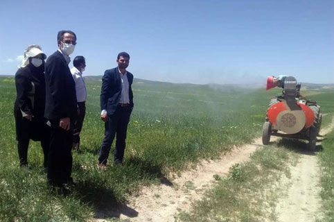 سمپاشی 6200 هکتار از مزارع غلات شهرستان هشترود  علیه آفت سن مادر 