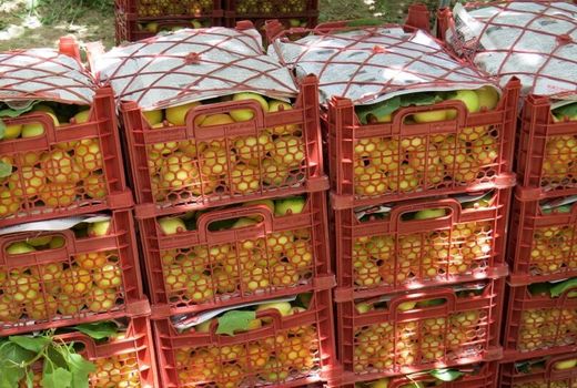  ۲۰ هزار تن زردآلو در استان یزد برداشت شد