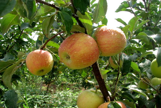 کیل گیری از مزارع و باغات استان قزوین آغاز شد