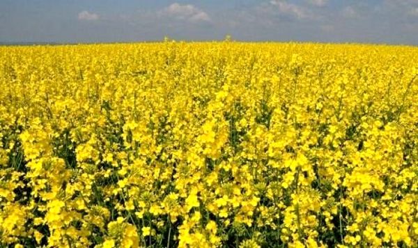 کشت مزرعه الگویی دانه روغنی کلزا در چالدران