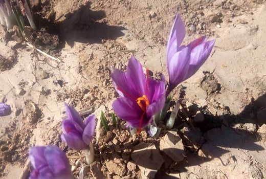 پایان برداشت زعفران از مزارع شهرستان خرم بید 