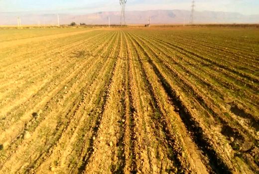 آغاز کشت شتوی در سروستان