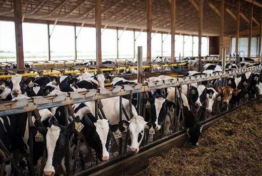 تعداد گاو، گوساله و تولیدات آن‌ها 22 درصد افزایش یافت  