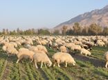 152هزار راس دام علیه بیماری تب برفکی در سیستان و بلوچستان واکسینه شدند