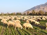 152هزار راس دام علیه بیماری تب برفکی در سیستان و بلوچستان واکسینه شدند