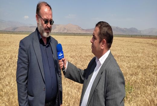 خرید تضمینی گندم در شهرستان مرند آغاز شد/ پیش‌بینی تولید 34 هزار تن گندم  در مرند