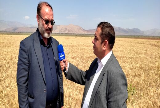 خرید تضمینی گندم در شهرستان مرند آغاز شد/ پیش‌بینی تولید 34 هزار تن گندم  در مرند