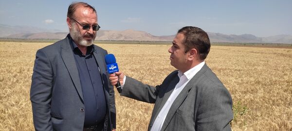 خرید تضمینی گندم در شهرستان مرند آغاز شد/ پیش‌بینی تولید 34 هزار تن گندم  در مرند
