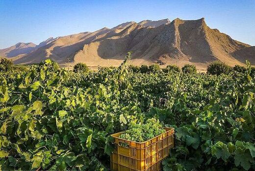 خسارت سرمازدگی به 2600 هکتار از تاکستان های  چهارمحال و بختیاری