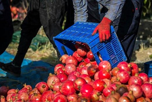  انار استهبان به بازار آمد