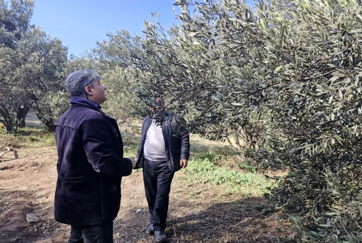 ضرورت توجه جدی بر کنترل  شپشک سیاه در باغات زیتون سنتی آلوده 