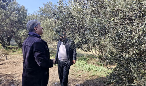 ضرورت توجه جدی بر کنترل  شپشک سیاه در باغات زیتون سنتی آلوده 