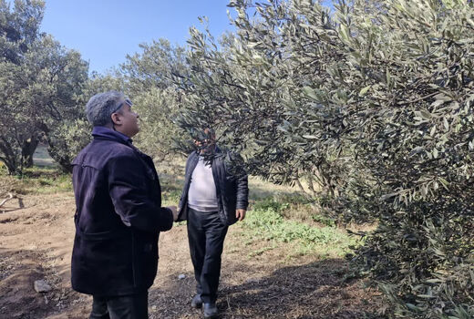 ضرورت توجه جدی بر کنترل  شپشک سیاه در باغات زیتون سنتی آلوده 