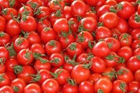 بذر گوجه فرنگی با یارانه دولتی در خرامه توزیع شد