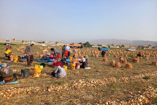 برداشت17هزار تن پیاز در فسا