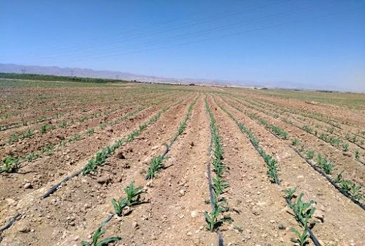 کشت ذرت علوفه ای در اقلید توسعه می یابد 