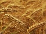 طرح ارتقای تولید گندم در چهار شهرستان استان بوشهر اجرایی شد