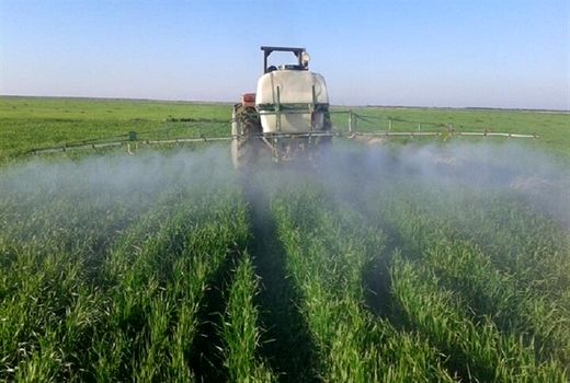 کشاورزان مبارزه با آفات گندم را جدی بگیرند