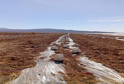 کشت خربزه در شهرستان زرین دشت آغاز شد