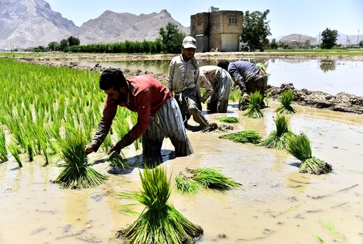 آب اصفهان، پاسخگوی کاشت برنج نیست