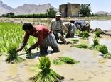 آب اصفهان، پاسخگوی کاشت برنج نیست
