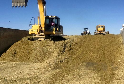 تحویل ذرت دامی به صورت مدت‌دار با نرخ مصوب به تولیدکنندگان