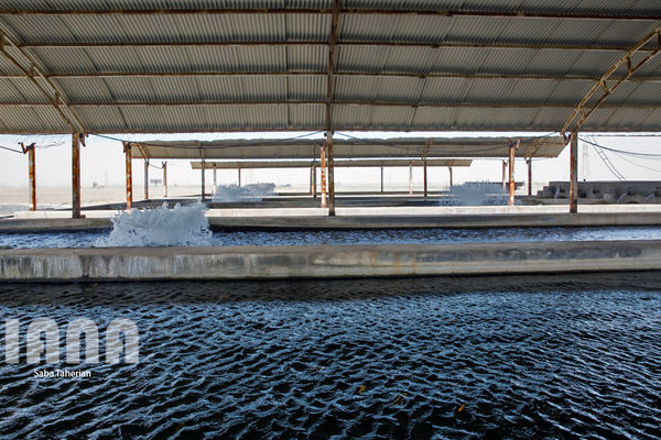 احداث 220 واحد پرورش ماهی در استان ایلام