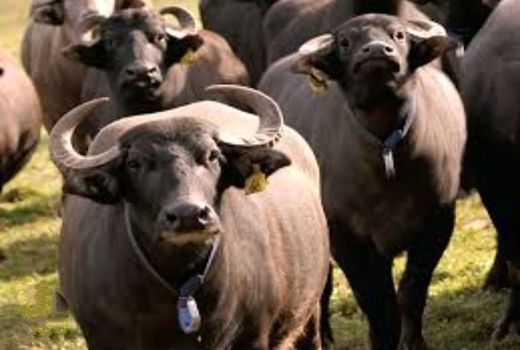  گاومیش بومی در راستای تقویت امنیت غذایی اصلاح می‌شود/ آمیخته‌گری در اولویت دوم