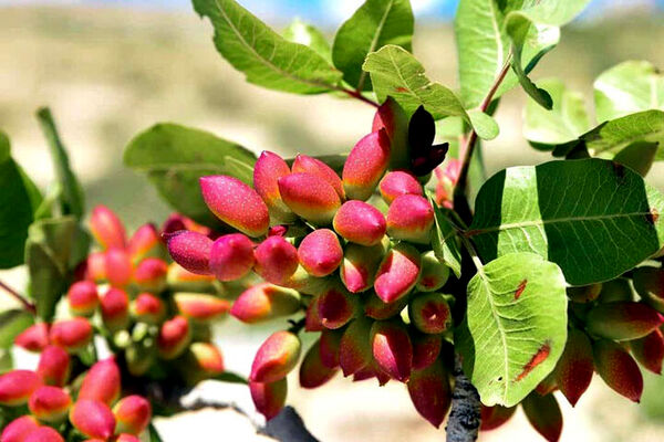 استفاده بهینه از منابع آبی با آبیاری قطره‌ای و لوله‌گذاری