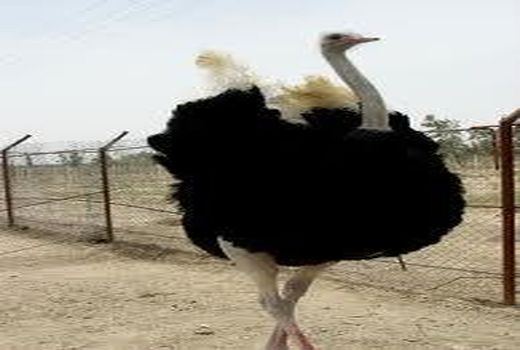 افتتاح 7 طرح کشاورزی در شهرستان بردسیر