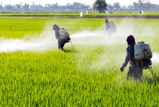 مبارزه شیمیایی با علف‌های هرز گندم پاییزه در 24 هزار هکتار از اراضی کشاورزی 