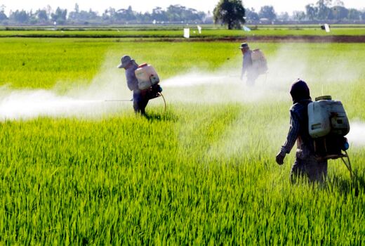 مبارزه شیمیایی با علف‌های هرز گندم پاییزه در 24 هزار هکتار از اراضی کشاورزی 
