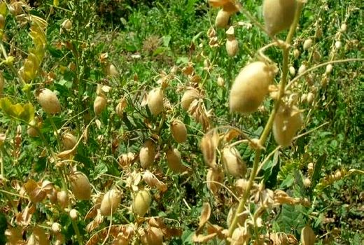 رتبه دوم استان آذربایجان شرقی در تولید نخود در کشور