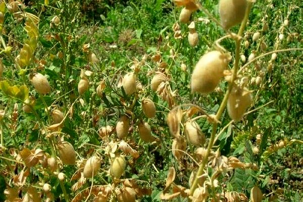 رتبه دوم استان آذربایجان شرقی در تولید نخود در کشور