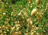 رتبه دوم استان آذربایجان شرقی در تولید نخود در کشور