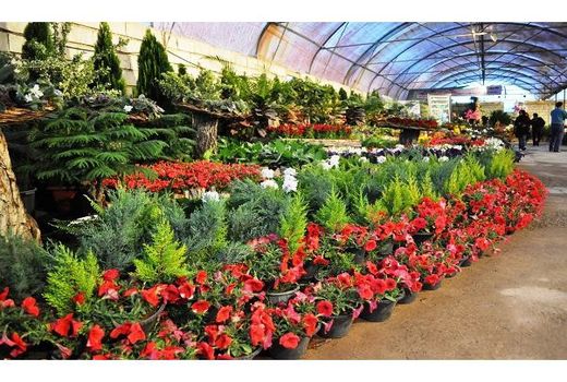 صادرات 900 هزار دلاری گل از تنکابن