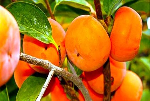 پیش بینی تولید 11 هزارتن خرمالو در فارس