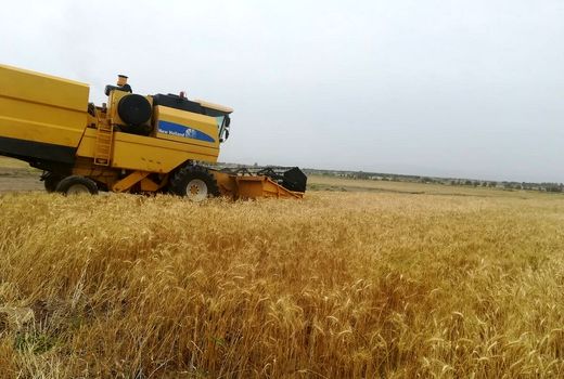 عملیات اجرایی طرح ملی جهش تولید در دیم‌زارهای بوشهر آغاز شد