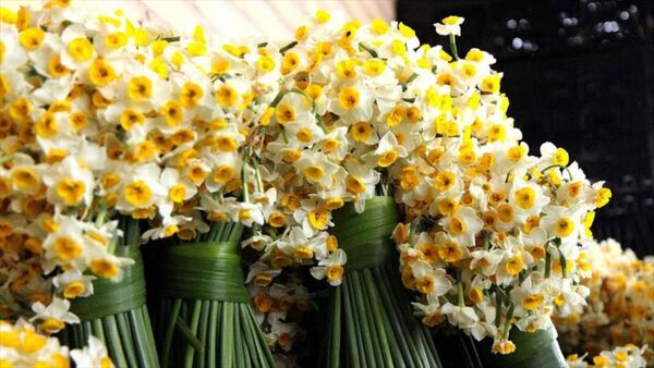 گل نرگس زمین‌های کم‌بهره را شکوفا کرد