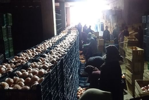 سورت، حمل و ذخیره سازی پرتقال شب عید ۱۴۰۳ آذربایجان شرقی