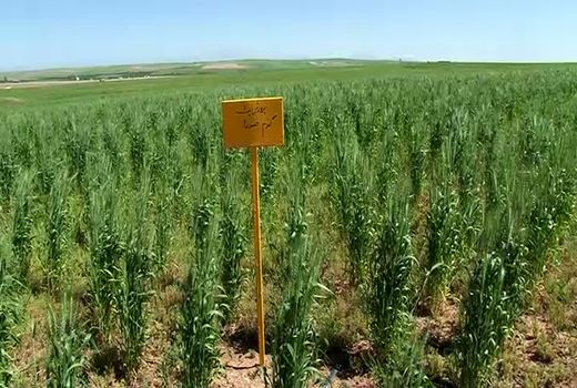 تولید بیش از ۶۰۰۰ تن هسته های بذری محصولات زراعی دیم در جهت تامین امنیت غذایی پایدار