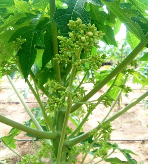 کاشت پاپایا برای اولین بار در فارس