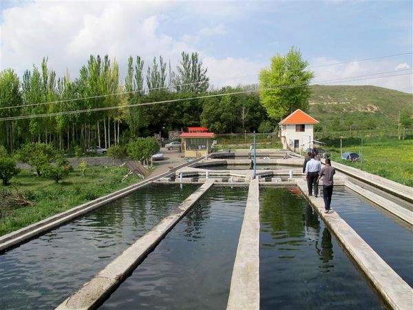 اشتغال زایی خانوادگی با صنعت آبزی پروری در استان آذربایجان شرقی