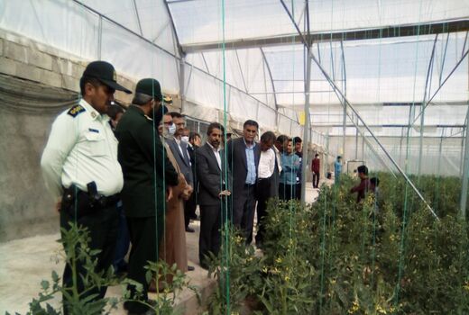 بهره برداری پروژه گلخانه سبزی وصیفی در مجتمع گلخانه ای شهرستان درمیان