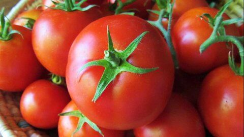 چرایی چند نرخی بودن گوجه فرنگی در بازار اصفهان