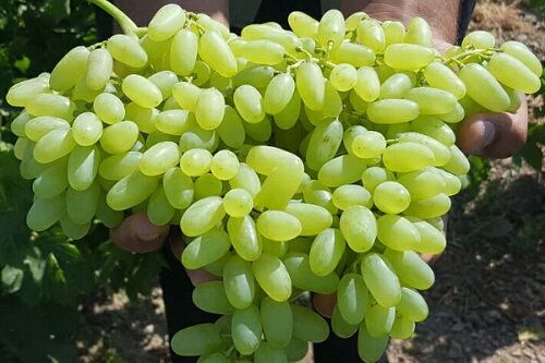 محصول تاکستان های بیضا به بازار آمد 
