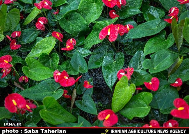 گلخانه بیست و پنج ساله درپاکدشت